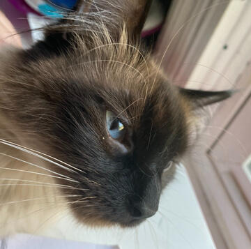 picture of my cat, ashe!